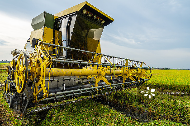 当地农民用机器在稻田里收割水稻。Sabak Bernam是马来西亚主要的大米供应商之一。图片素材