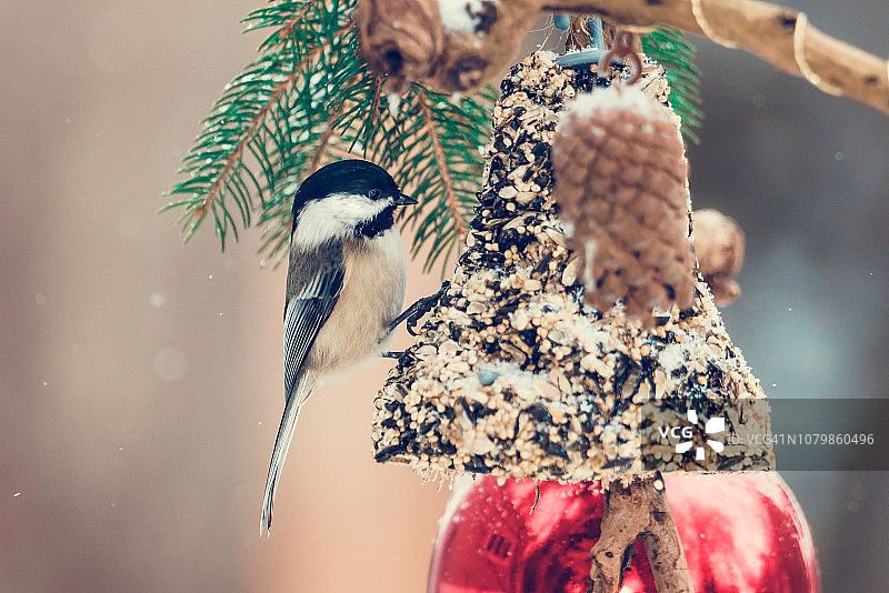 圣诞节鸟,图片素材