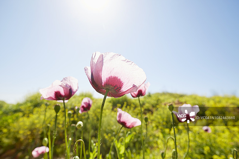 在阳光和蓝天下的绿色田野上的罂粟的特写图片素材
