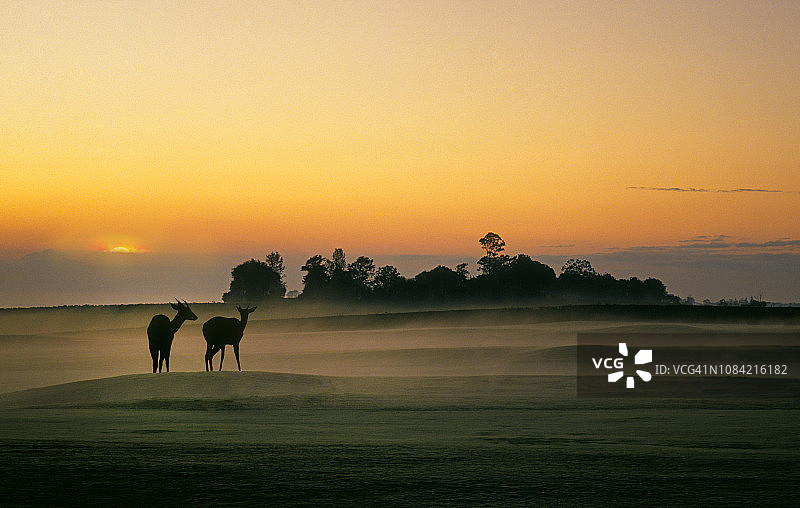坦桑尼亚塞伦盖蒂国家公园的两只羚羊图片素材