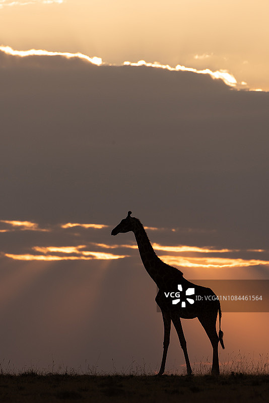 马赛长颈鹿在日落站在地平线上图片素材