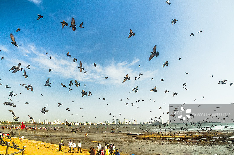 鸽子飞过孟买海滩图片素材