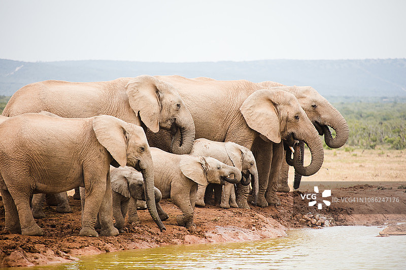 南非国家公园的大象图片素材