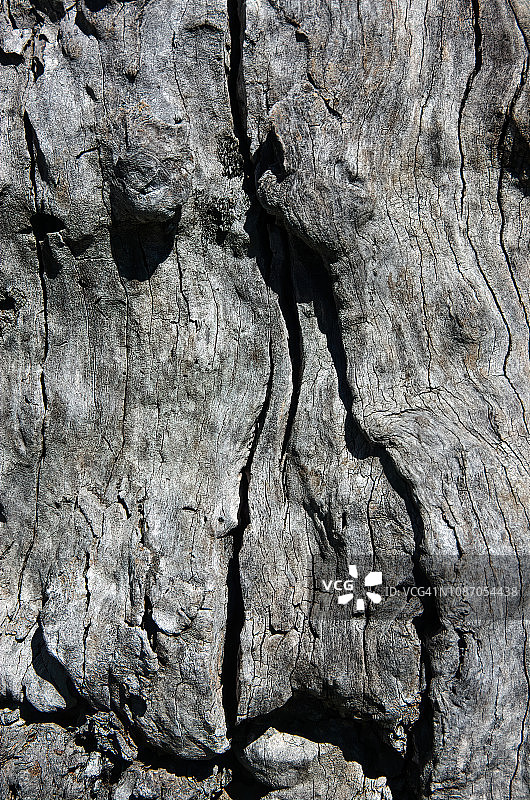 风化死的桉树树干图片素材