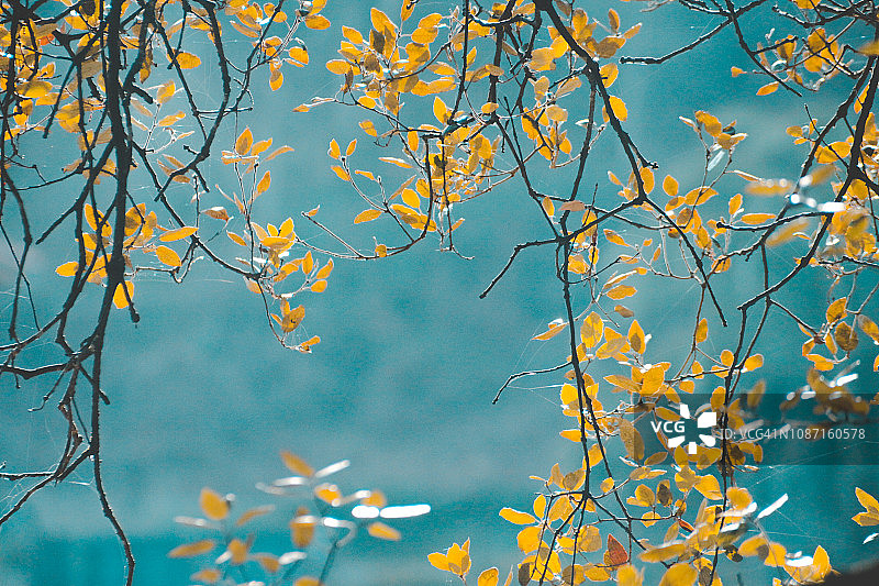 满框架的树枝在秋天图片素材