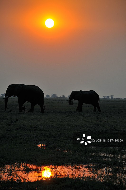 日落时的象群，丘比，博茨瓦纳，非洲图片素材