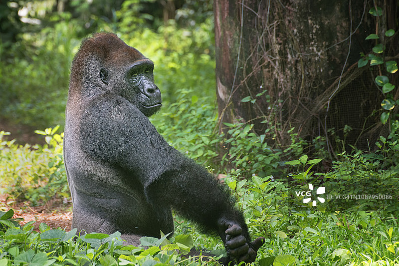 印度尼西亚丛林中的西部低地银背大猩猩的肖像图片素材