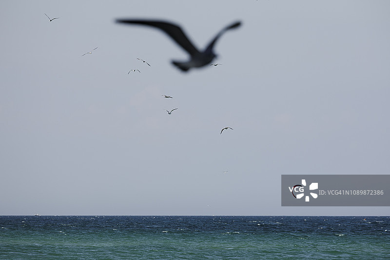 海鸥飞过南佛罗里达海洋图片素材