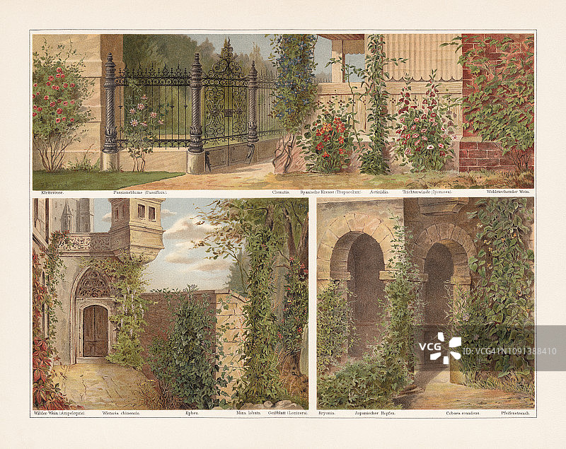 攀缘植物，色版画，出版于1897年图片素材
