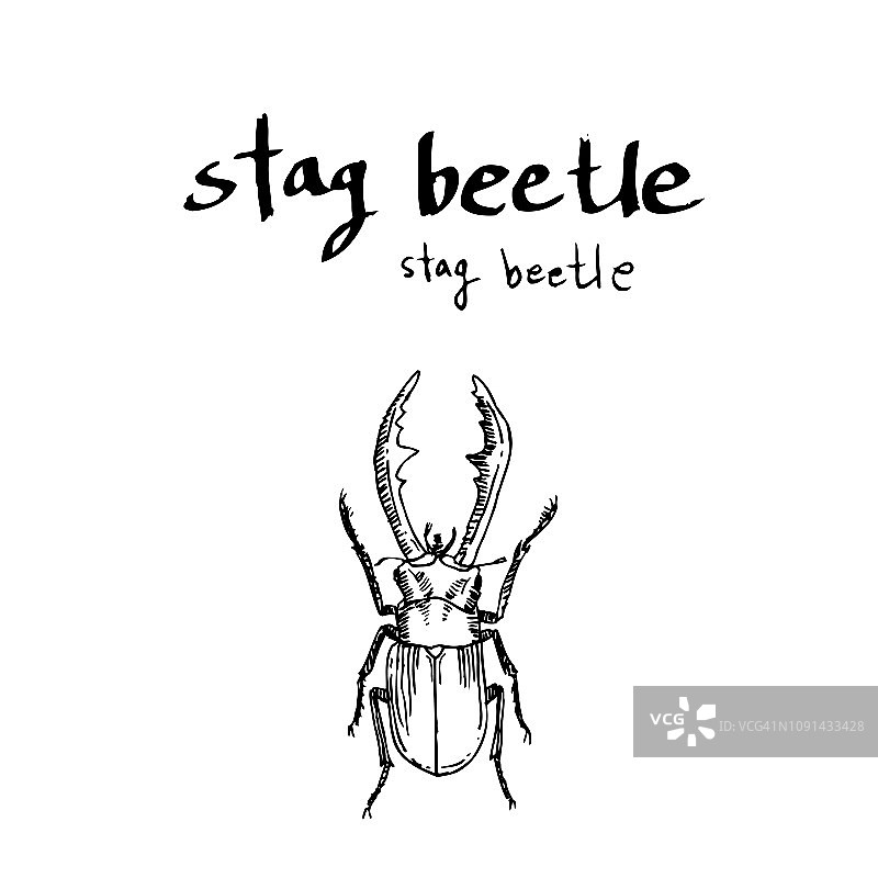 Bug草图图片素材