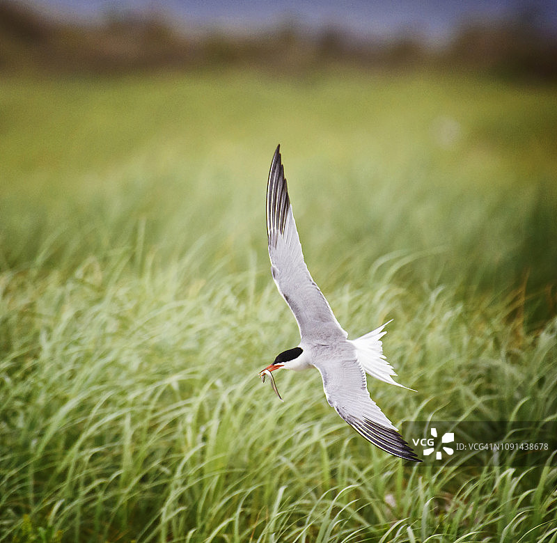 长岛上鱼对草的燕鸥的优雅优雅图片素材