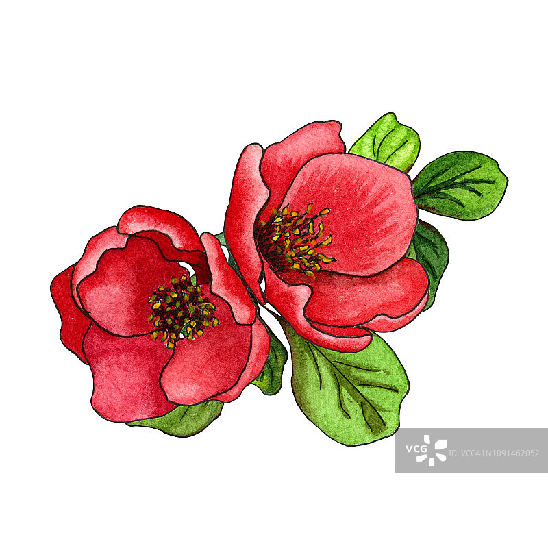 水彩插图红色日本木瓜(木瓜)盛开，手绘花卉插图图片素材