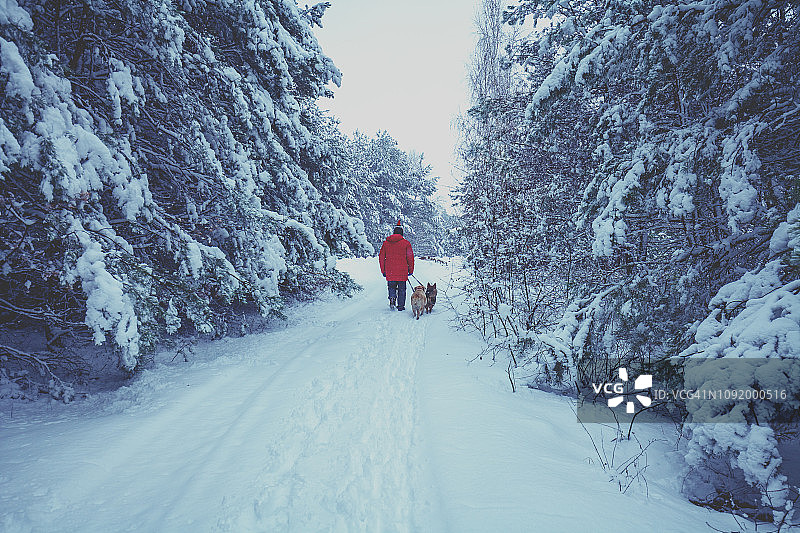 一名男子带着两只狗走在雪地里的森林里图片素材