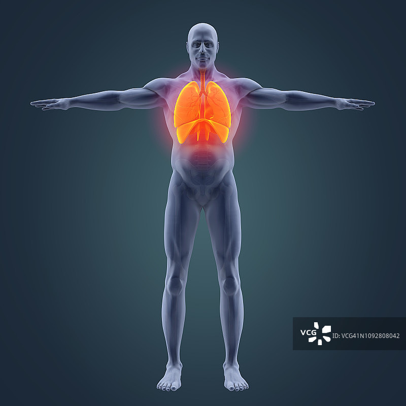 人体呼吸系统图解图片素材