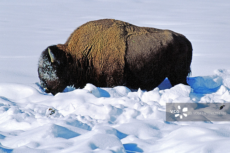 雪地里的美洲野牛图片素材