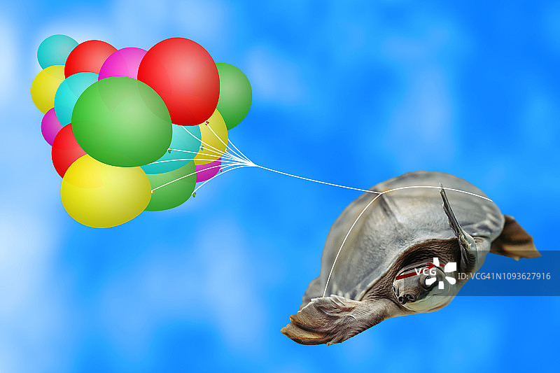 有趣的乌龟是飞行在多色气球在蓝天背景与复制空间。有趣的动物特写。伞兵在天空。跳伞。神奇的快乐乌龟玩得很开心。动物降落。图片素材