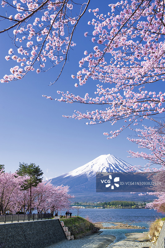 日本川口湖春日富士山和粉红色樱花树图片素材