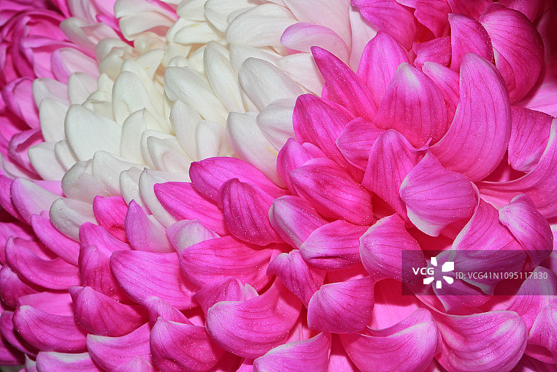 特写的粉红色与白色的中心菊花花也被称为菊花图片素材