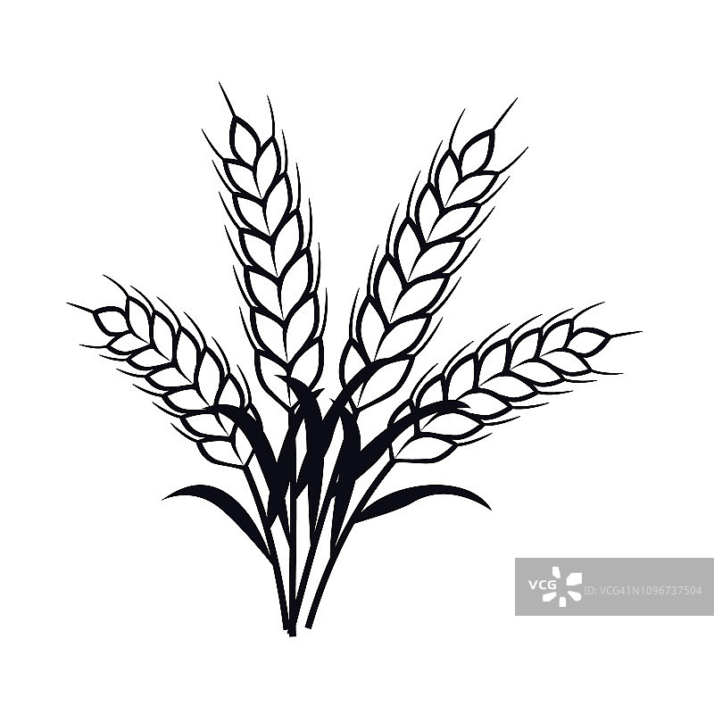 小麦植株穗-载体图片素材