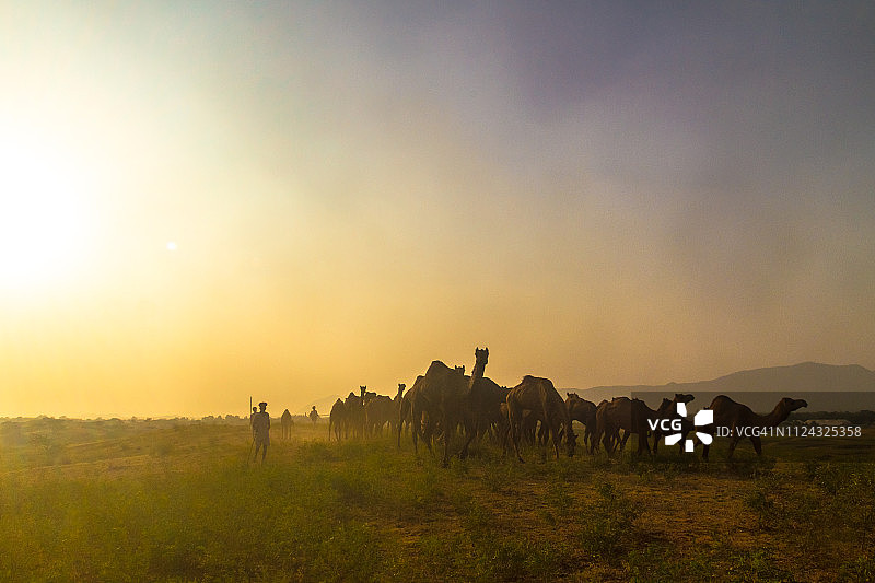 拉贾斯坦邦游牧部落的骆驼牧民图片素材