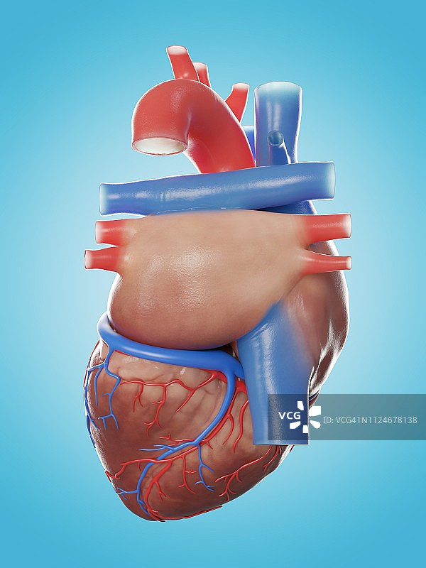 人体心脏解剖图解图片素材