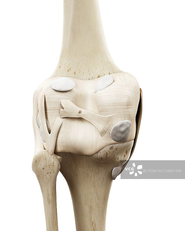 人类膝盖骨的插图图片素材
