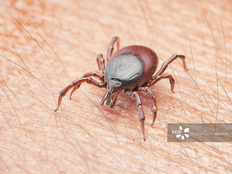 蜱虫在人类皮肤上爬行的插图图片素材