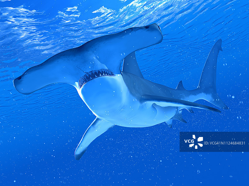 锤头鲨的插图图片素材