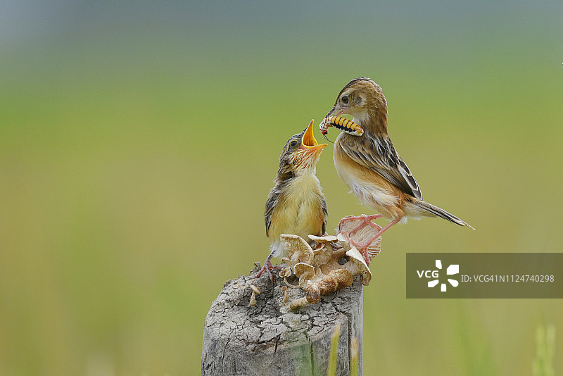 印度尼西亚，条纹扇尾莺在给幼鸟喂食幼虫图片素材
