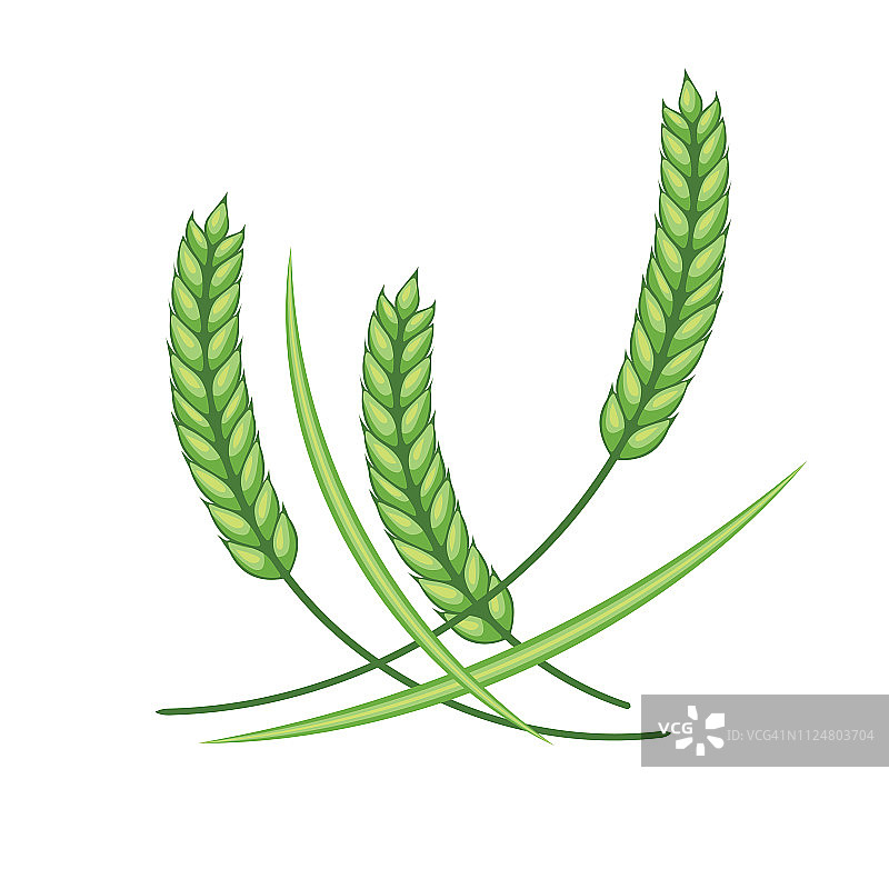 小麦设计元素-绿色图片素材