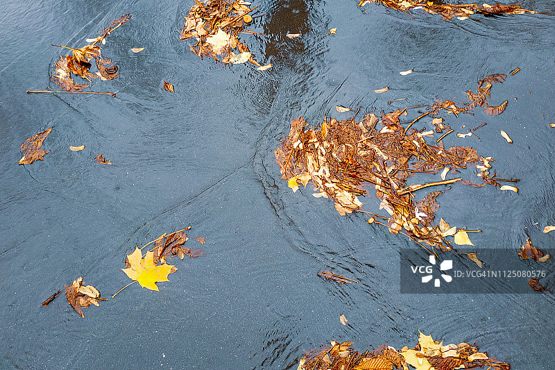 枫叶黄色的叶子躺在沥青地上的水坑里。图片素材