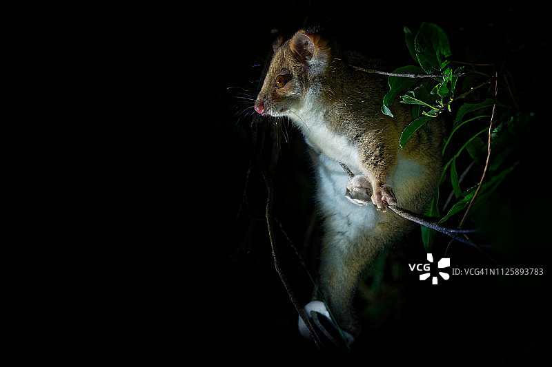 普通环尾负鼠是一种夜间活动的小型有袋动物图片素材