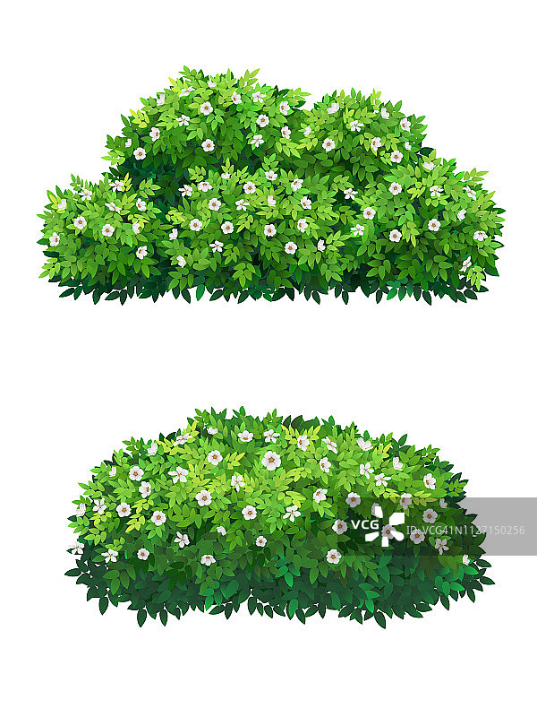绿色的灌木和树冠有白色的花。图片素材