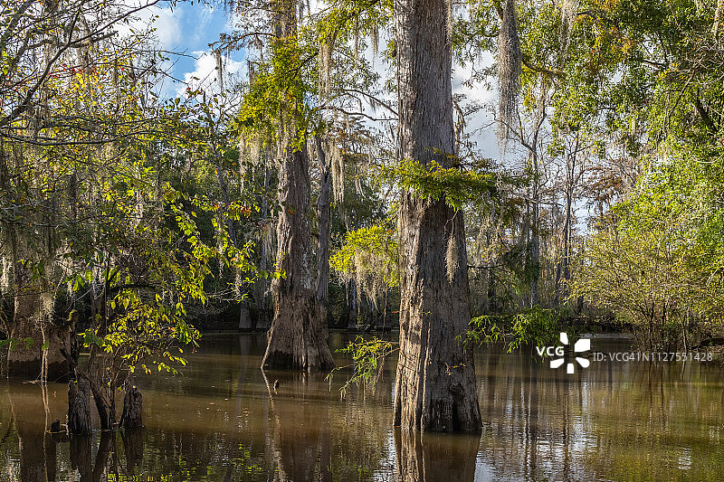 柏树和西班牙苔藓，蜜岛沼泽，路易斯安那州图片素材