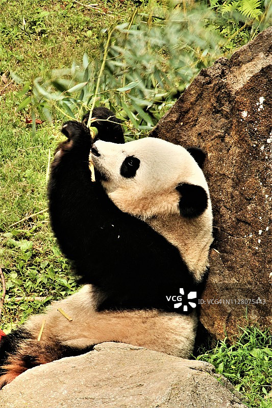 一张熊猫的照片图片素材