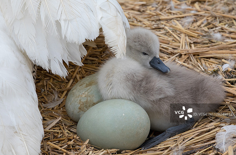 刚孵出的毛绒绒的哑巴天鹅小天鹅坐在窝里，旁边是妈妈和蛋图片素材
