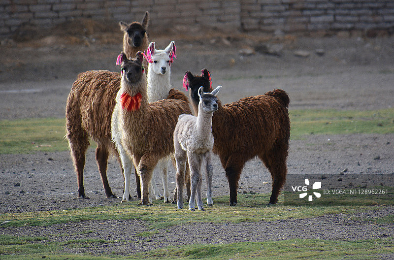 玻利维亚南利皮兹大羊驼图片素材