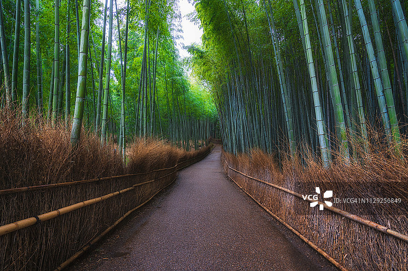 Arashiyama竹林图片素材