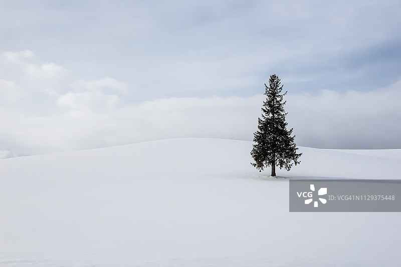 冬天的雪山上的一棵圣诞树，日本北海道，Biei Patchwork路图片素材