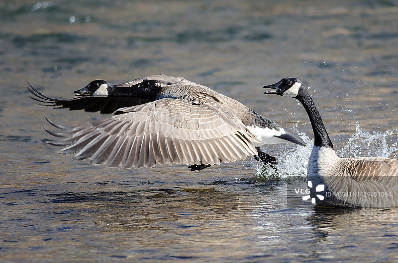 加拿大鹅从河水中起飞图片素材
