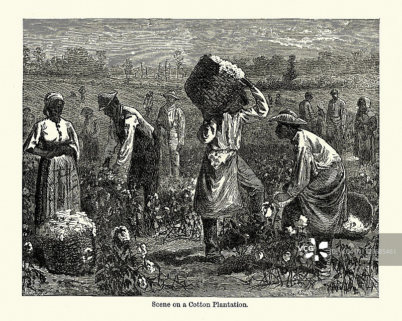 棉花种植园的景象，美国南部，19世纪图片素材