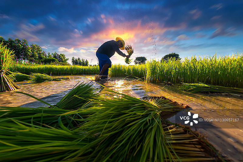 亚洲农民在东南亚国家的农村稻田里工作。图片素材