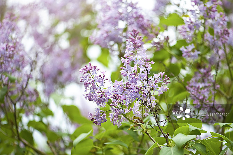近距离拍摄的美丽的春天盛开的丁香紫色的花，也被称为紫丁香图片素材