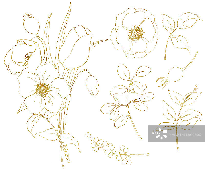 金色素描银莲花和郁金香大集合。手绘花，桉树叶，浆果和树枝孤立在白色的背景设计，印刷或织物。图片素材