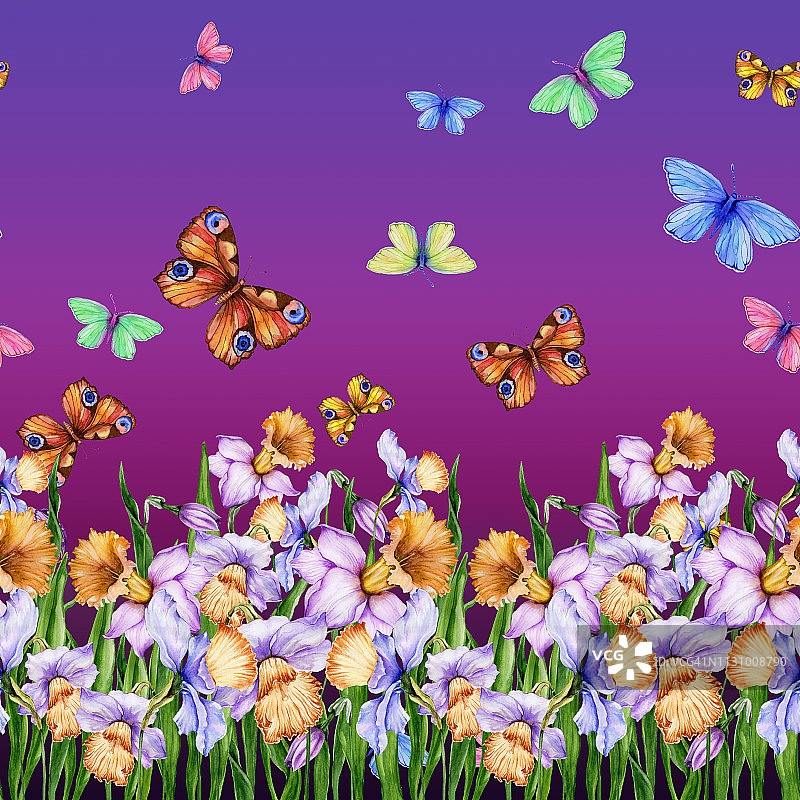 美丽的水仙花和飞舞的蝴蝶在紫色的背景。无缝的花卉图案。水彩画。手绘春天插图。图片素材