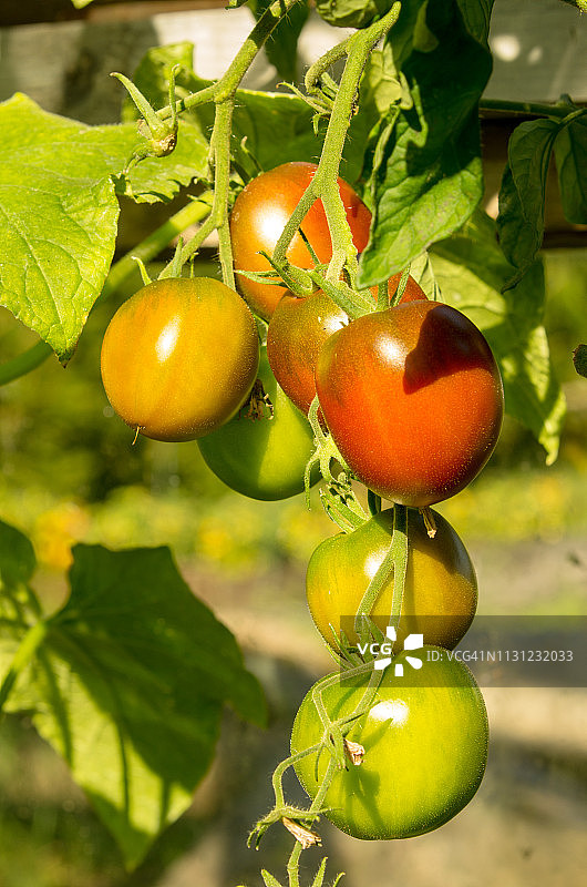 温室中的番茄图片素材
