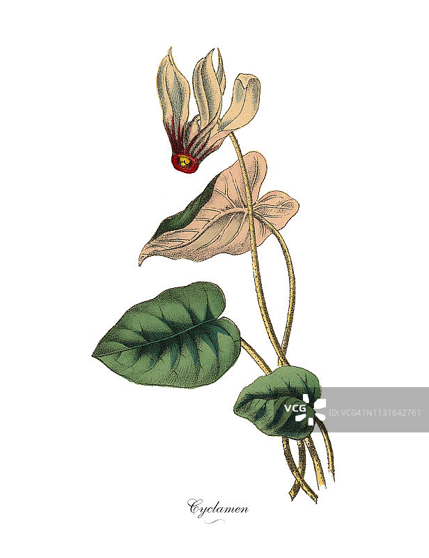 仙客来植物，维多利亚植物学插图图片素材