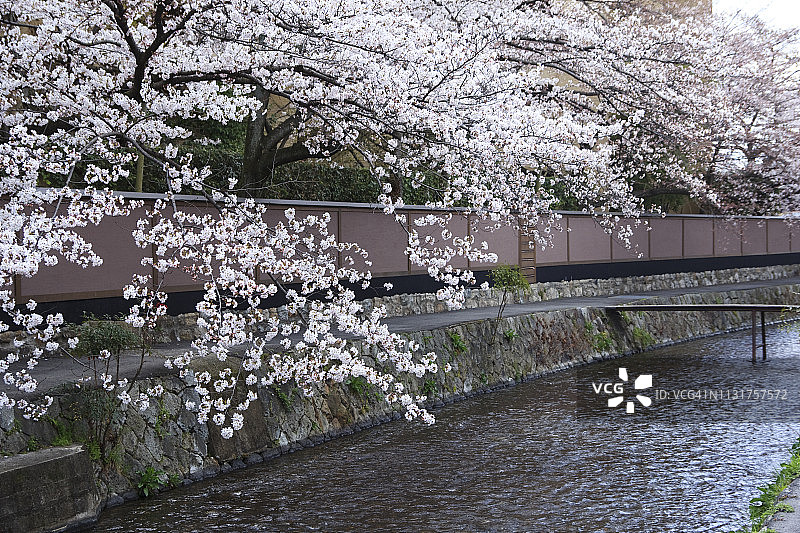 樱花盛开的白川河，京都市图片素材