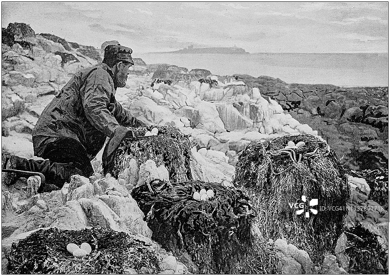英格兰和威尔士的古老黑白照片:鸬鹚巢，法恩岛图片素材