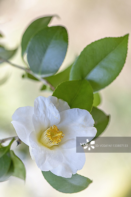 特写的美丽的春天开花，白色的山茶花头在一个柔和的背景图片素材